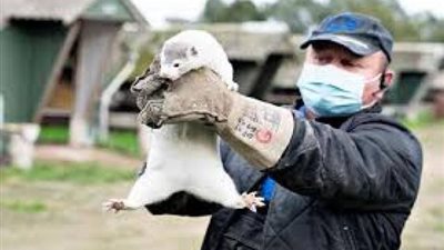 إعدام 15 مليون حيوان بسبب فيروس كورونا