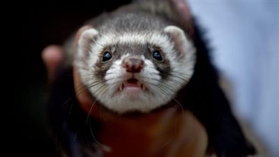 تحذير من الحكومة: هذه الحيوانات تنقل نوع جديد من كورونا للبشر