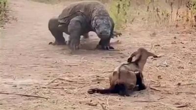 فيديو مخيف.. أكبر تنين في العالم يلتهم صغير ماعز في 30 ثانية