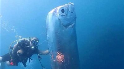 تخرج من الأعماق قبل الكوارث.. سمكة ”يوم القيامة” حذّرت العالم من زلزال اليابان!!