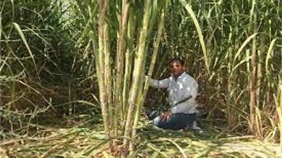 دعم مالي للمزارعين.. «الري» توقع بروتوكول تعاون للنهوض بزراعات قصب وبنجر السكر