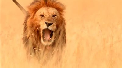 العثور على بقايا سائق دراجة نارية ألتهمه أسد في غابات كينيا