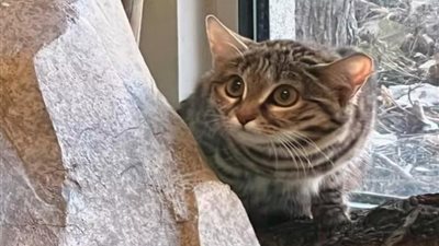 لعشاق القطط.. هذه الفصيلة هي الأكثر فتكًا في العالم وتتفوق على الأسود