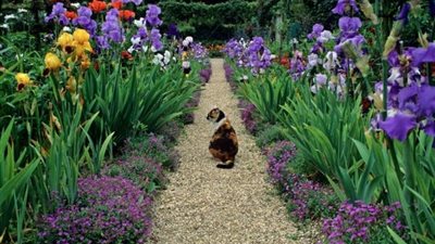 زهرة السوسن.. الحل المثالي لعلاج التجاعيد وجفاف البشرة