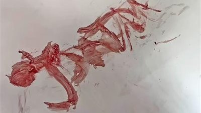 لتساعد الشرطة.. بريطانية تكتب اسم مهاجمها بالدماء على الحائط