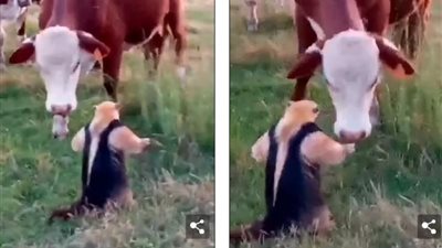 لن تصدق.. آكل نمل يوجّه تحذيرًا لقطيع أبقار اقتحم أراضيه (فيديو)