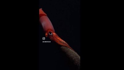 بالفيديو.. مشهد مذهل من أعماق البحار لحبّار مع ”فلذات أكباده”