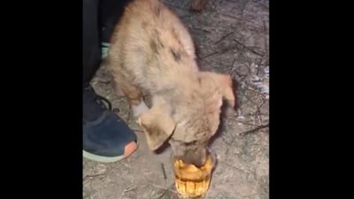 رجل يجبر جروًا على شرب الويسكي.. مقطع فيديو يشغل الغضب بالهند