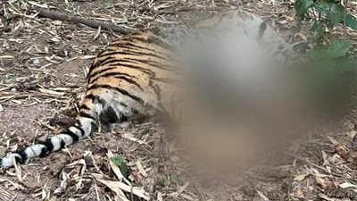 العثور على نمرة ميتة بعد ”معركة إقليمية” بين النمور في الهند