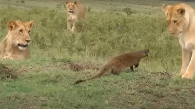 الشجاعة تكسب!.. نمس صغير يواجه 4 أسود ويلقي الخوف في قلوبهم (فيديو)