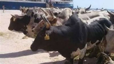 استعدادًا لشهر رمضان والأعياد.. بشرى سارة من الزراعة بشأن أسعار اللحوم