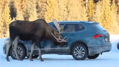 تحذير من مسؤولي كندا للسائقين : لا تسمحوا لهذه الحيوانات بـ”لعق” السيارات