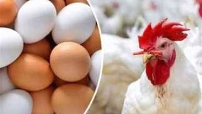 أسعار الدواجن والبيض اليوم الخميس 11-1-2024