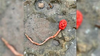 شاهد.. العثور على مخلوق بحري غامض على شواطئ أستراليا