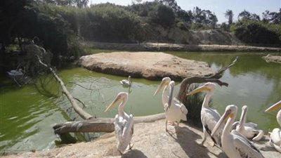 «حديقة الحيوان» تشعل مناقشات لجنة الزراعة بمجلس الشيوخ