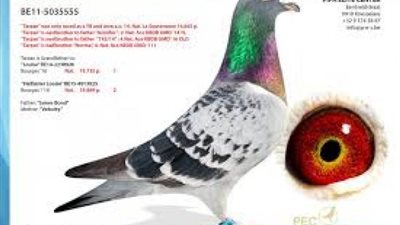 سعرها 1.5 مليون دولار .. شاهد أغلى حمامة في العالم