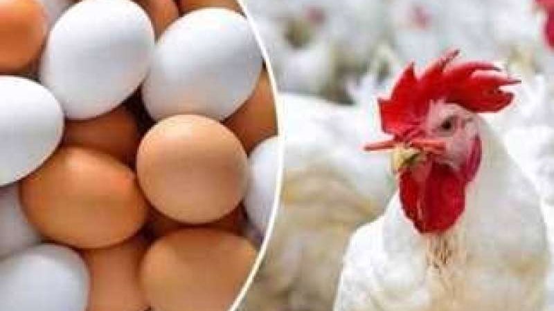 أسعار الدواجن والبيض