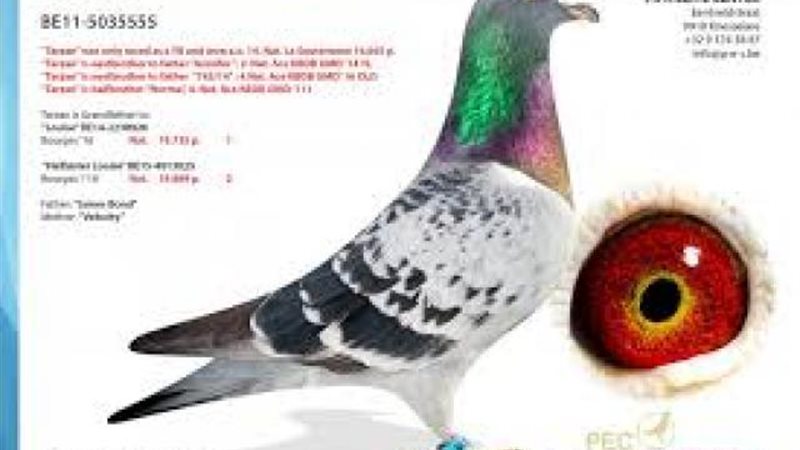 أغلى حمامة في العالم