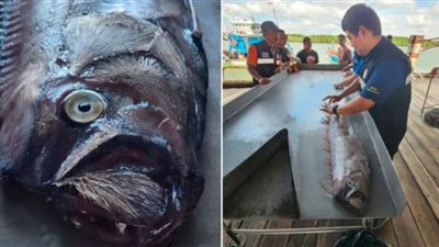 كارثة مدمرة في الطريق.. رعب في تايلاند بعد ظهور سمكة ”يوم القيامة”