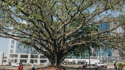 قصة ”شجرة التين المقدسة” التي تدخل رئيس كينيا لمنع قطعها