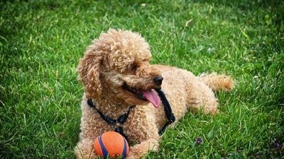 بودل.. القصة الكاملة لأول كلب مصاب بفيروس كورونا في إيطاليا