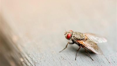 الذباب يتسبب في حالة طوارئ بألمانيا