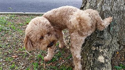 لتطبيق غرامة الفضلات .. مدينة تلزم الكلاب بإجراء تحليل الحمض النووي