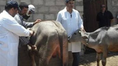 الزراعة تطلق قوافل بيطرية مجانية لفحص المواشى..إليك التفاصيل