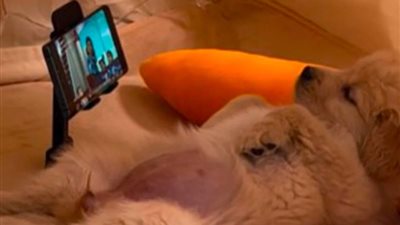 فيديو.. كلب يستمتع بوقته ويشعل مواقع التواصل الاجتماعي