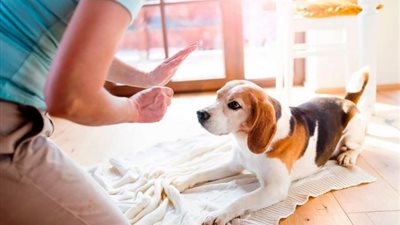 مجلس النواب أقرها.. تعرف علي عقوبة ” تربية كلب ” دون ترخيص