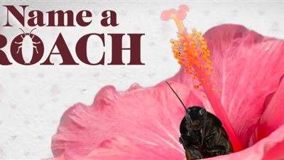 حديقة حيوان أمريكية ستسمح لك بتسمية صرصور باسم حبيبك السابق في عيد الحب!