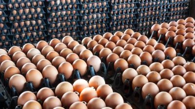 آخر تقاليع كورونا.. علاج جديد للفيروس من بيض الدجاج تستخدم كـ«قطرات للأنف»