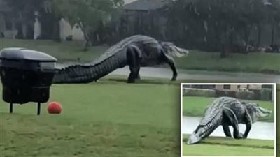 «يمتلك أرجلًا خلفية أطول من الكلاب».. حكاية التمساح مقتحم ملعب الجولف في فلوريدا