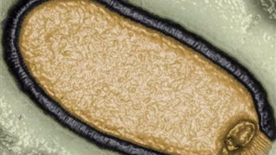 فيروسات الزومبي في القطب الشمالي تهدّد العالم بوباء مرعب