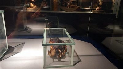 عمرها 82 عامًا.. بطة محنطة تثير جدلًا واسعًا على منصات التواصل الاجتماعي