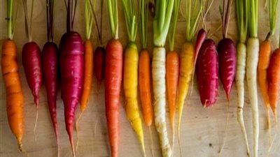 «أصله بنفسجي».. سر تحول الجزر إلى اللون البرتقالي