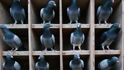 جمعت حتى الآن أكثر من 2 مليون يورو.. كل ما تريد معرفته عن أغلى حمامة في العالم