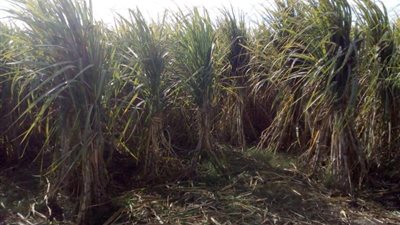 1.05 مليون طن.. ارتفاع توريد القصب إلى مصانع السكر