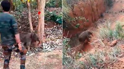 نهاية سعيدة.. لم شمل صغير فيل مع والدته بعدما سقط في خندق (فيديو)