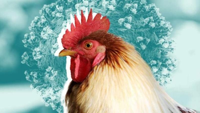 بعد 42 إصابة... الصحة: