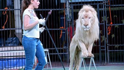 مدربة الأسود أنوسة كوتة في ضيافة ”الموجز”.. الخميس المقبل