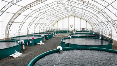 في البحيرة .. إزالة مزارع السمك المخالفة