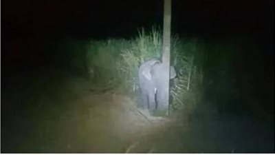 «بعد سرقته السكر اختبئ خلف عمود النور خوفًا من العقوبة».. حكاية الفيل المضحك