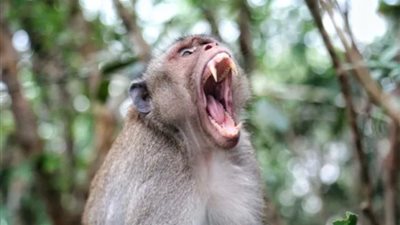 يعتبرونها تهديدًا.. لا تظهر أسنانك أبدًا ولا تتثائب أمام هذه القرود