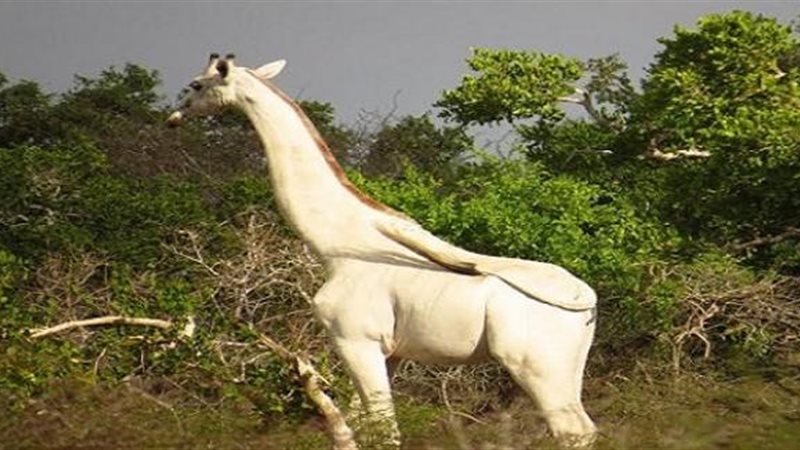 الزرافة البيضاء الأخيرة
