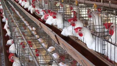 خبر سار .. هبوط حاد في أسعار الفراخ والبيض خلال أيام