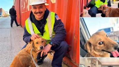 8 أيام بلا طعام أو ماء.. عملية بطولية لإنقاذ كلبة محاصرة داخل حاوية شحن