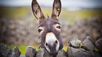 لو انت في غزة هتاكل إيه؟.. أكل البهايم وفضلات الحمير حتى نفاذ الكمية