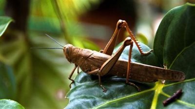 رعب في السعودية بسبب غزوة الجراد