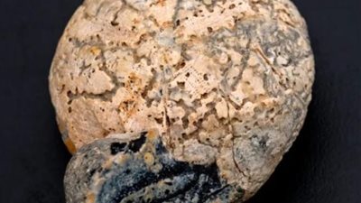 أثناء اللعب.. طفل يعثر على مخ ديناصور عمره 100 مليون عام